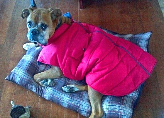 Chú chó này được chủ phủ chăn vì không đủ để bảo về khi trời lạnh giá